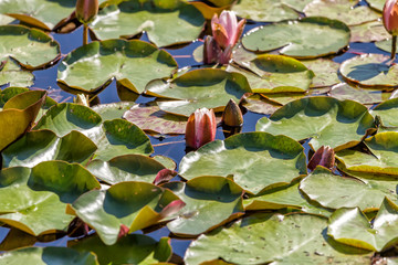 Llilies grow in a small pond - 319814344