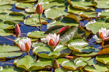 Llilies grow in a small pond in early summer - 319814349