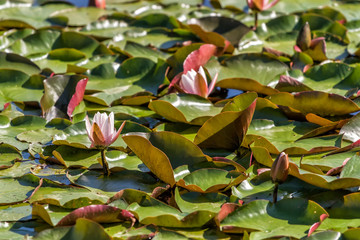 Llilies grow in  pond - 319814398