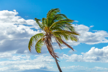 Coconut palm tree leaning with the wind in Maui, Hawaii