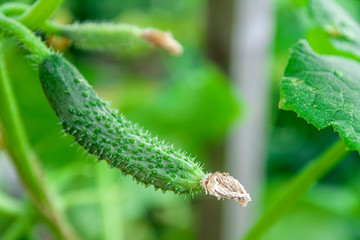 A very small cucumber against a green foliage.