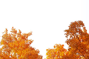 Autumn trees with yellow leaves on a white background. Isolate.