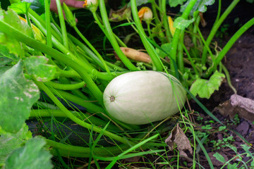 ripe zucchini growing organic vegetables. Farmers product with eco and ripe vegetable wallpaper. Organic squash gathering in garden