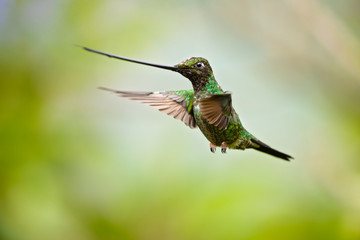 Sword-billed hummingbird (Ensifera ensifera) is a neotropical species of hummingbird from the Andean regions of South America. © Milan