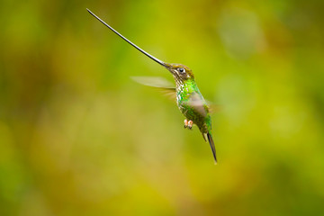 Sword-billed hummingbird (Ensifera ensifera) is a neotropical species of hummingbird from the Andean regions of South America.