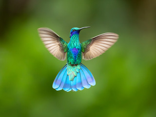 Sparkling violetear (Colibri coruscans) is a species of hummingbird. It is widespread in highlands...