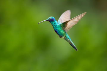 Fototapeta na wymiar Sparkling violetear (Colibri coruscans) is a species of hummingbird. It is widespread in highlands of northern and western South America, including a large part of the Andes