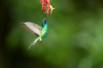 Sparkling violetear (Colibri coruscans) is a species of hummingbird. It is widespread in highlands of northern and western South America, including a large part of the Andes © Milan
