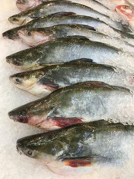 row of Stripped Catfish in shelf store in food market