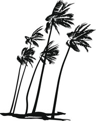 beach, beautiful, black, blowing, branch, branching, clouds, wind, storm, tropical, cyrculation, coconut, hurricane, high, illustration, jungle, landscapes, natural, palms, plants, recreation, tall, t