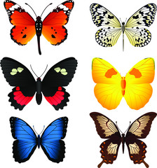 butterfly vector