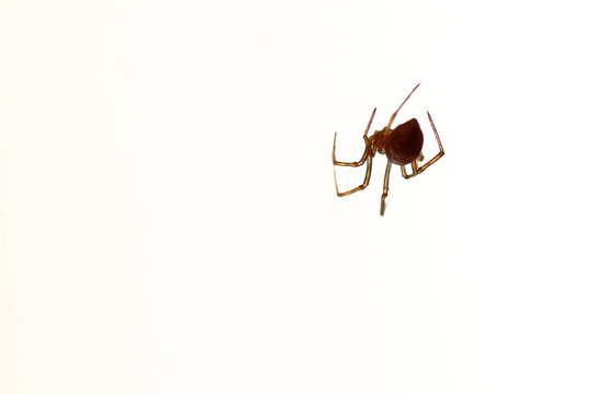 Picture spider (Loxosceles laeta) hung and highlighted on a white background. Lima Peru