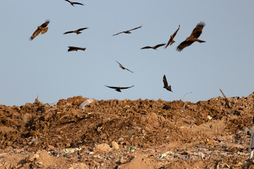  of kite birds in the sky