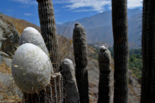 Cactus (Espostoa melanostele), specimens of cactus in the foreground along with the Andean landscape. Lima-Peru