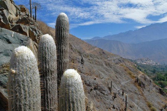 Cactus (Espostoa melanostele), specimens of cactus in the foreground along with the Andean landscape. Lima-Peru