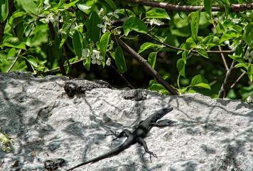 lizard sitting on a stone and basking in the sun