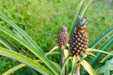 Obraz premium Green pineapples in the orchard. Natural condition.