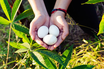 Women's hands holding three white eggs.