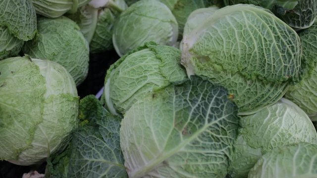 Closeup of fresh savoy cabbages. Vegetable background. Vegetarian food concept