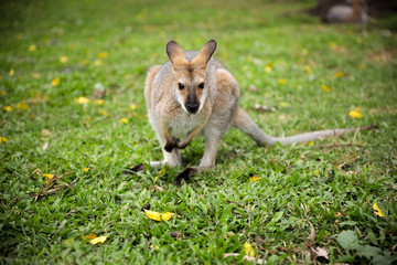 Levely and friendly Kangaroos in Australia