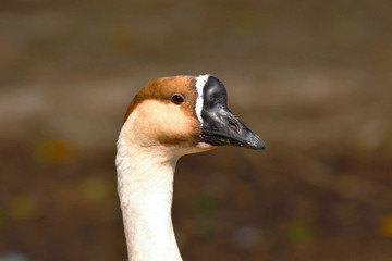 Swan goose (Anser cygnoides), beautiful exotic bird resting on the banks of a lagoon. Lima Peru