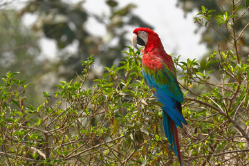 RED-AND-GREEN MACAW (Ara chloropterus), beautiful and colorful macaw perched on tree looking for food. Lima Peru