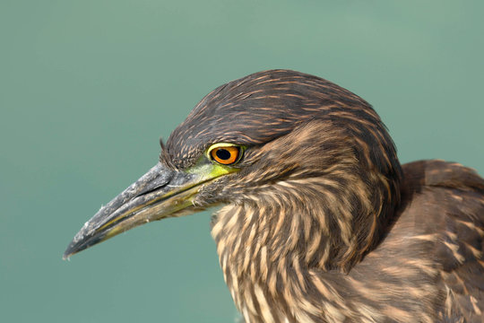 STRIATED HERON (Butorides striata), detail of a egret's head while fishing by the lake. Lima Peru