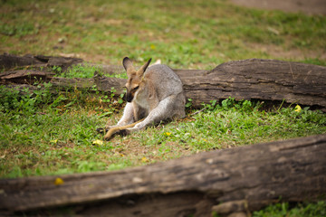 Levely and friendly Kangaroos in Australia