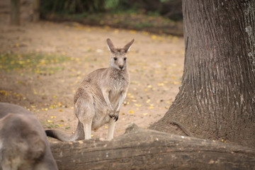 Obraz na płótnie Canvas Levely and friendly Kangaroos in Australia