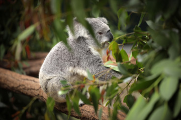 Koala relaxing in its Eucalyptus tree