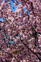 Fototapeta premium Äppelblommning på våren i Humlegårdsparken.