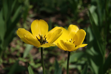 Beautiful yellow tulips with green leaves.