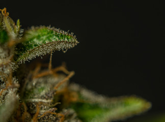 Macro view of ripened French cookies variety of marijuna with black background
