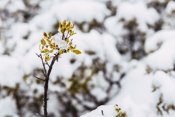 Mediterranean plants covered by an unexpected snowfall.