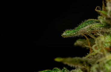 Macro view of ripened French cookies variety of marijuna with black background