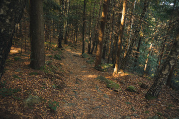 morning spring time highland pine forest scenic landscape nature environment sun rise lighting on trees bark