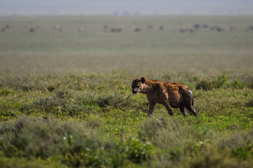 Lion cub walking in the grass