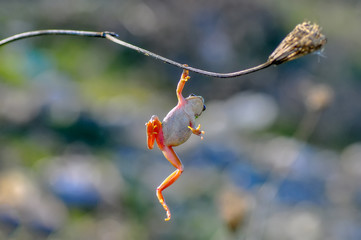 Beautiful Europaean Tree frog Hyla arborea 