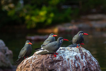 Inca tern in bronx zoo - bird with red beak