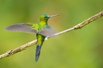 Sapphire-vented puffleg (Eriocnemis luciani) is a species of hummingbird in the family Trochilidae. It is found in Colombia, Ecuador, Peru, and Venezuela. Its natural habitat is subtropical 