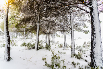 Tree branches covered with white snow one morning in a Mediterranean mountain.