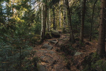 rocky highland mountain forest landscape moody lighting foliage and small trail passage