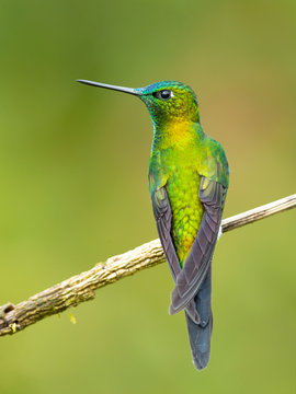 Sapphire-vented puffleg (Eriocnemis luciani) is a species of hummingbird in the family Trochilidae. It is found in Colombia, Ecuador, Peru, and Venezuela. Its natural habitat is subtropical 