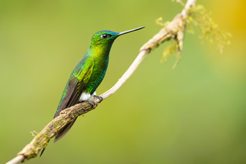 Obraz premium Sapphire-vented puffleg (Eriocnemis luciani) is a species of hummingbird in the family Trochilidae. It is found in Colombia, Ecuador, Peru, and Venezuela. Its natural habitat is subtropical 
