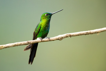 Sapphire-vented puffleg (Eriocnemis luciani) is a species of hummingbird in the family Trochilidae. It is found in Colombia, Ecuador, Peru, and Venezuela. Its natural habitat is subtropical 