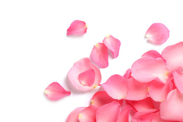 Fresh pink rose petals on white background, top view