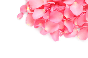 Pile of fresh pink rose petals on white background, top view
