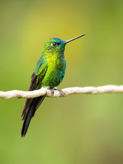 Sapphire-vented puffleg (Eriocnemis luciani) is a species of hummingbird in the family Trochilidae. It is found in Colombia, Ecuador, Peru, and Venezuela. Its natural habitat is subtropical 