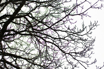 silhouette branches in winter