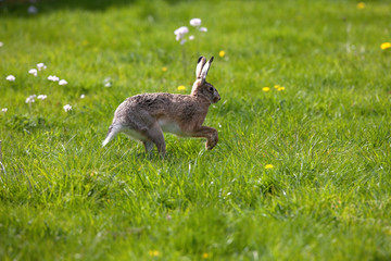 LIEVRE D'EUROPE lepus europaeus